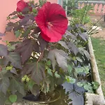 D'hôtes A L'ancre Marine De La Rose 4*