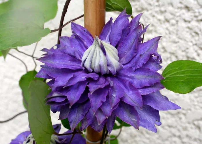 D'hotes A L'ancre Marine B&B 4*